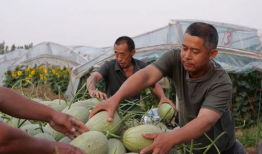 河北徐吃瓜最新事件爆料,最新爆料揭示惊人内幕